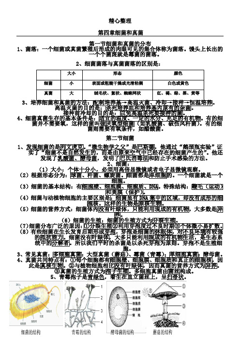 第四章 细菌和真菌——思维导图