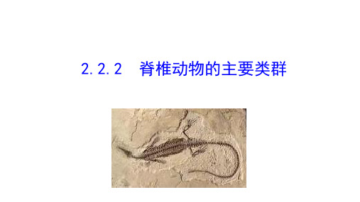 2.2.2  脊椎动物的主要类群  课件 2021-2022学年济南版生物七年级上册