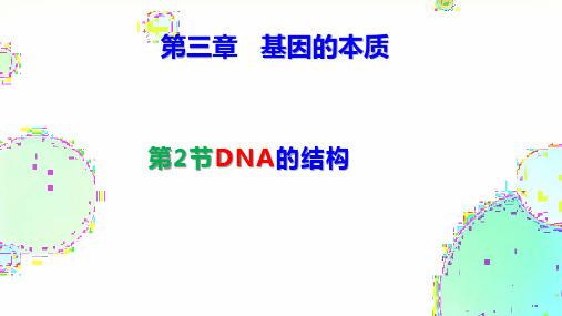 DNA的结构课件(共26张PPT)高一下学期生物人教版2019必修2