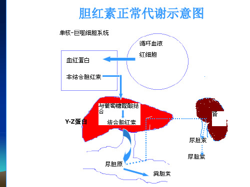 新生儿与新生儿急病患儿护理新生儿黄疸最全PPT资料