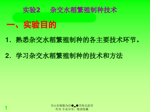 杂交水稻繁殖制种技术