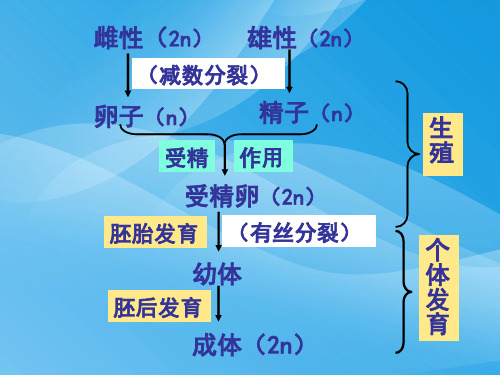 遗传的物质基础ppt1 人教版