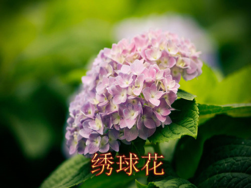 绣球花