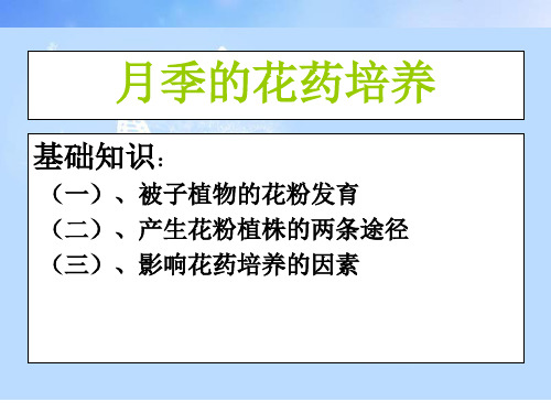月季的花药培养PPT(1)