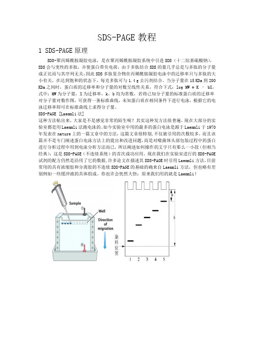 SDSPAGE操作方法要点