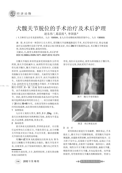 犬髋关节脱位手术治疗及术后护理