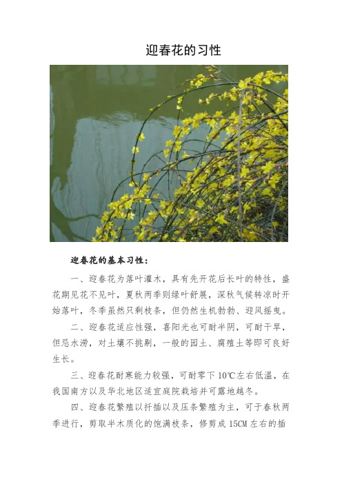 迎春花习性