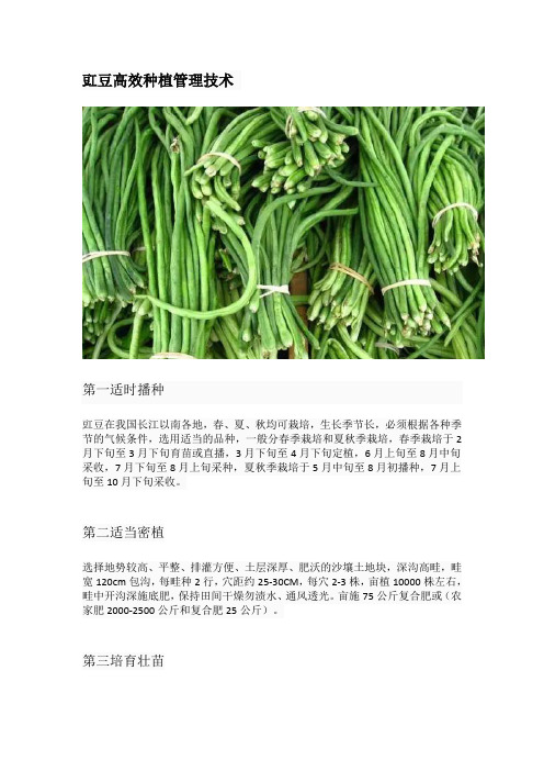 豇豆高效种植管理技术