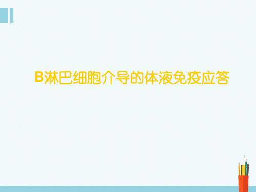 B淋巴细胞介导的体液免疫应答  ppt课件