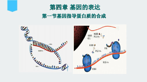 高中生物必修二《基因指导蛋白质的合成》PPT课件