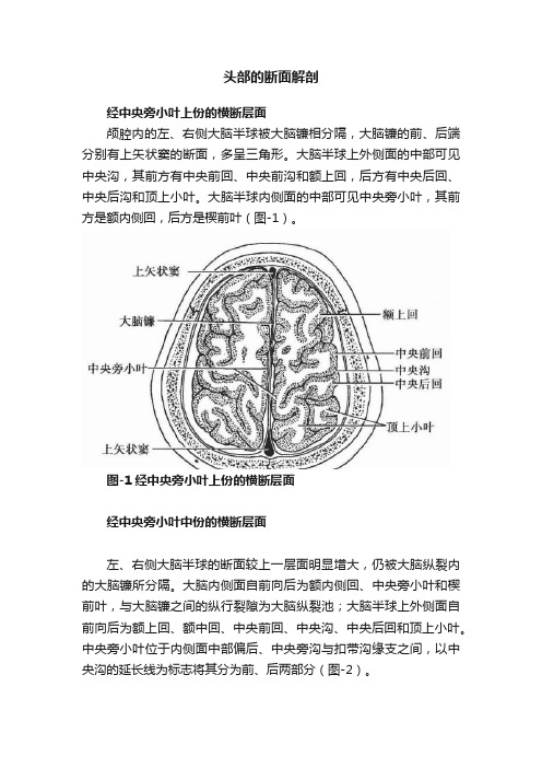 头部的断面解剖