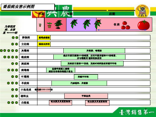 番茄生长周期表ppt课件