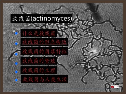 微生物基础-放线菌