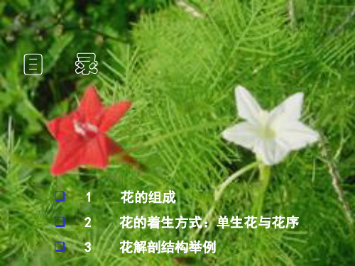 常缨植物学 第六章 花  (上)