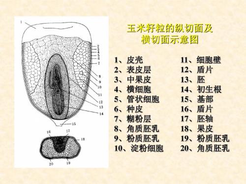 植物性原料玉米