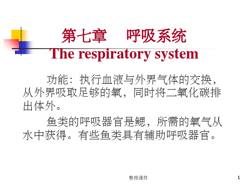 鱼类的呼吸系统