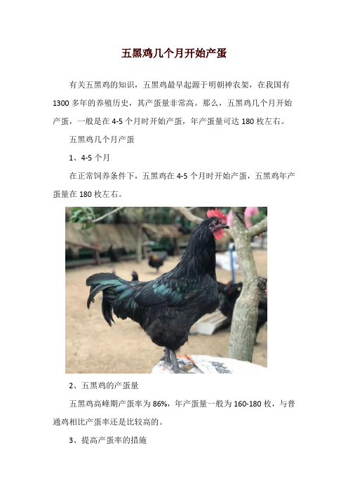 五黑鸡几个月开始产蛋