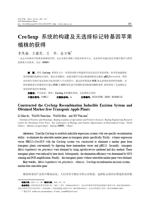 Cre-loxp系统的构建及无选择标记转基因苹果植株的获得