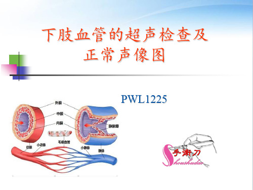 下肢血管的超声检查及正常声像图 ppt课件