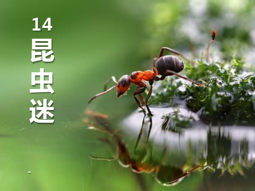202X语文A版语文六上《昆虫迷》ppt课件