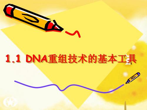 DNA重组技术的基本工具