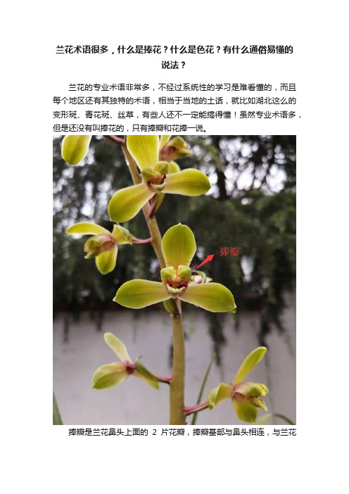 兰花术语很多，什么是捧花？什么是色花？有什么通俗易懂的说法？