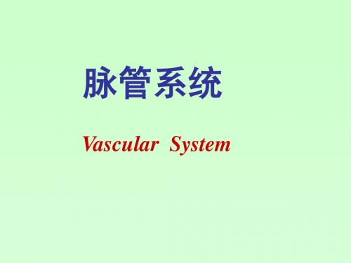 脉管学总论、心脏、动脉