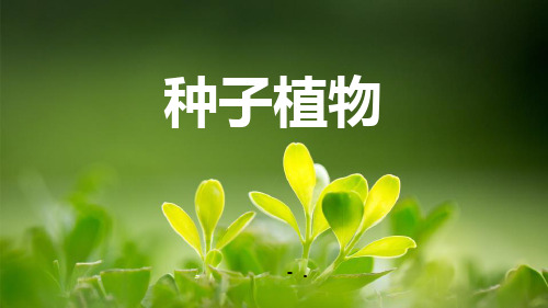 《种子植物》PPT优秀课件