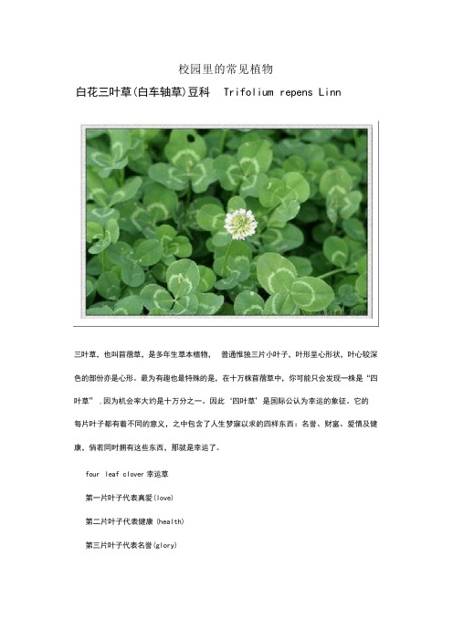 校园常见草本植物图谱