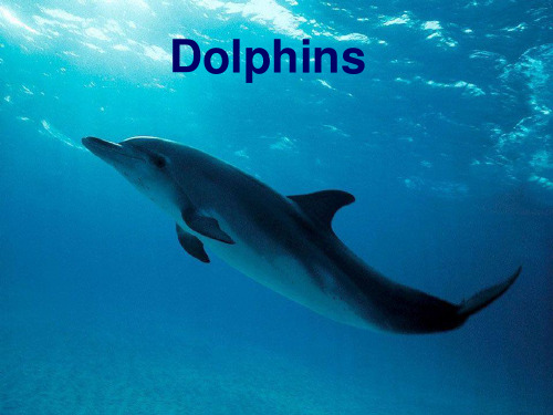 英语阅读-海豚dolphins课件