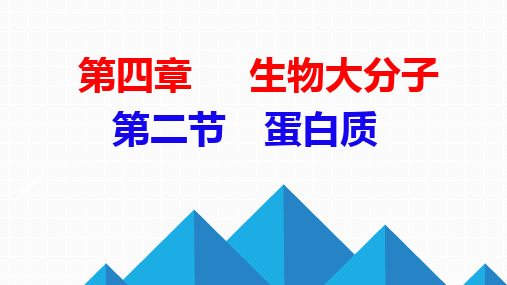 4.2蛋白质 课件(共26张PPT)高二下学期化学人教版(2019)选择性必修3