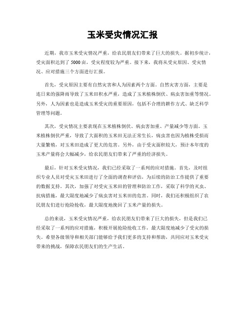 玉米受灾情况汇报