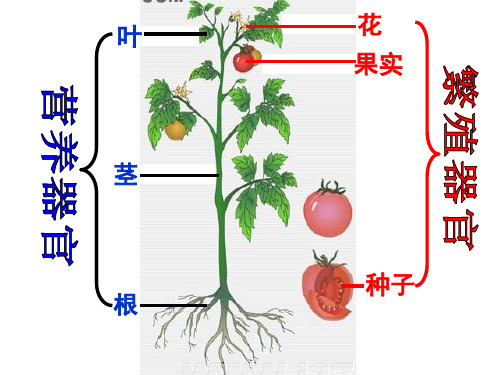 沪教版生物八年级第二册 4.1.3 叶的结构与功能 课件