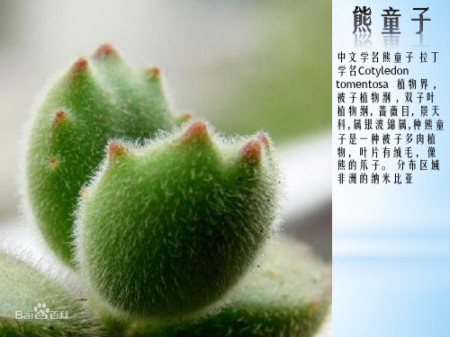 多肉植物