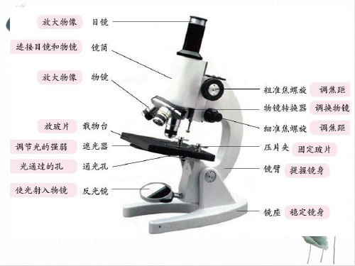 七年级上科学_细胞_pptppt浙教版2