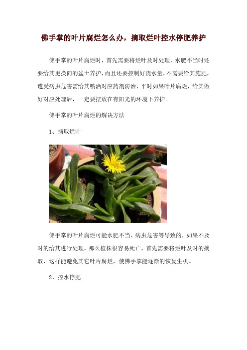 佛手掌的叶片腐烂怎么办,摘取烂叶控水停肥养护