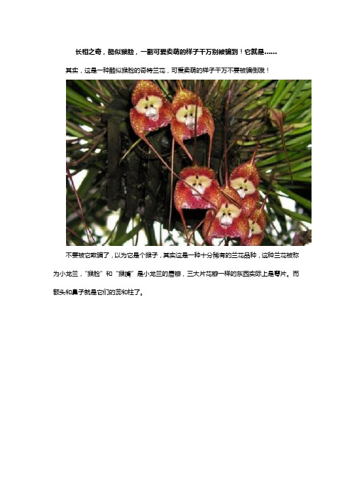 长相之奇,酷似猴脸,一副可爱卖萌的样子千万别被骗到!它就是……