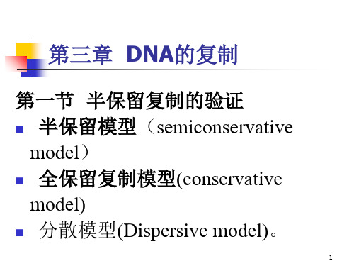 DNA的复制PPT精选文档