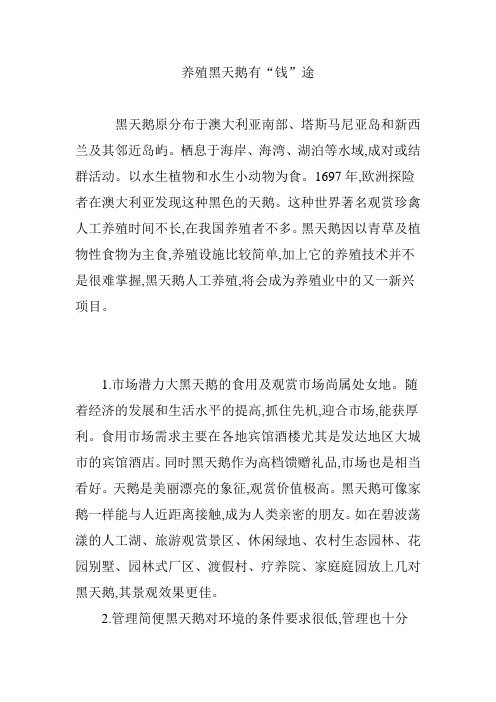 养殖黑天鹅有“钱”途