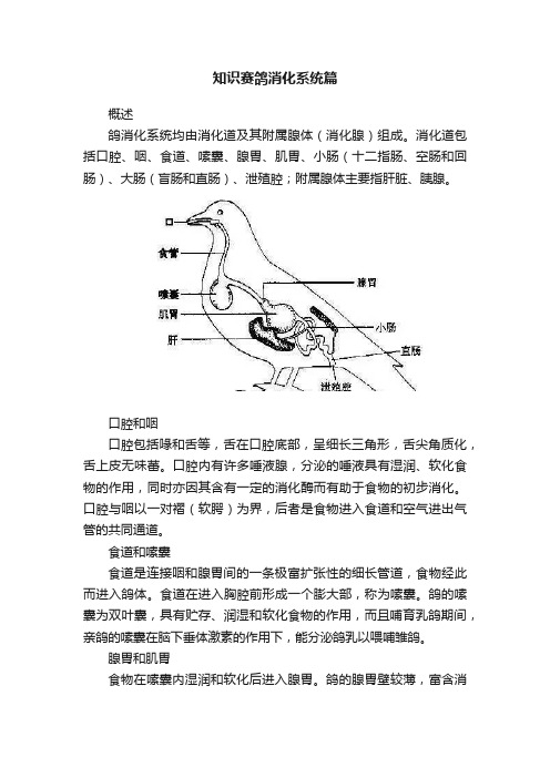 知识赛鸽消化系统篇