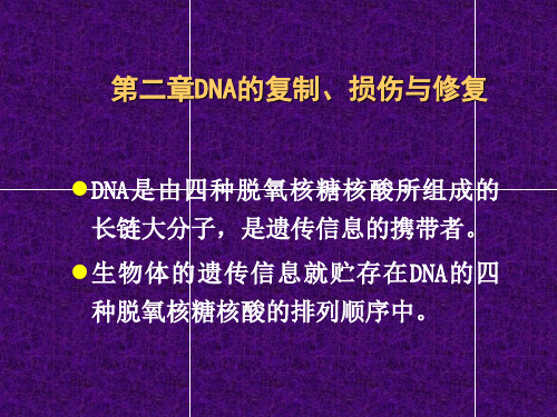 第三章 DNA复制损伤与修复