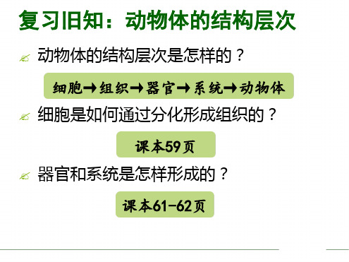 人教版七年级生物上册课件223植物体的结构层次共25张