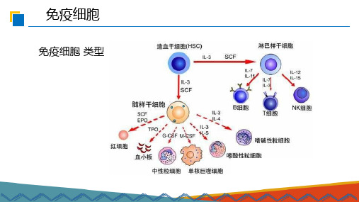 免疫基础—免疫系统(生物制品技术课件)