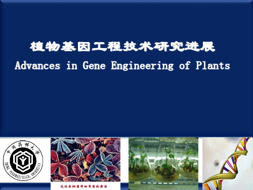 药用植物基因工程研究