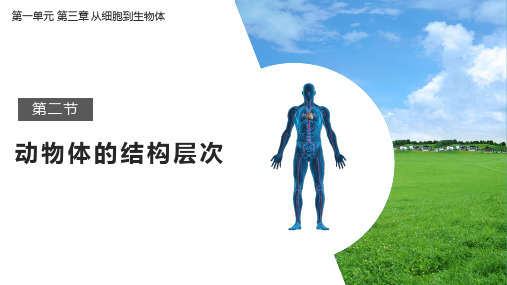 1.3.2  动物体的结构层次  课件--2024-2025学年人教版生物七年级上册