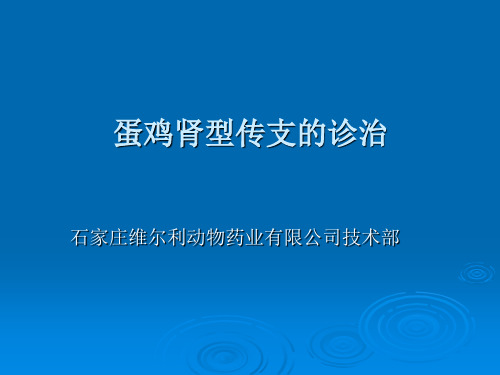 蛋鸡肾型传支的诊治