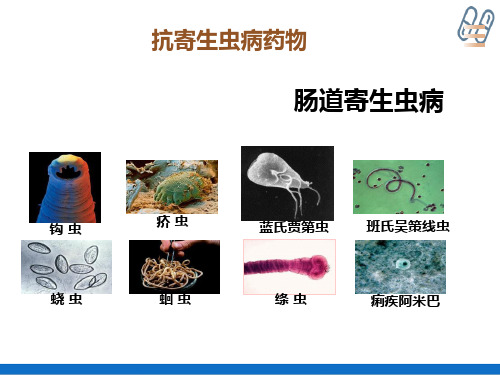 合成抗感染药—抗寄生虫药物(药物化学课件)