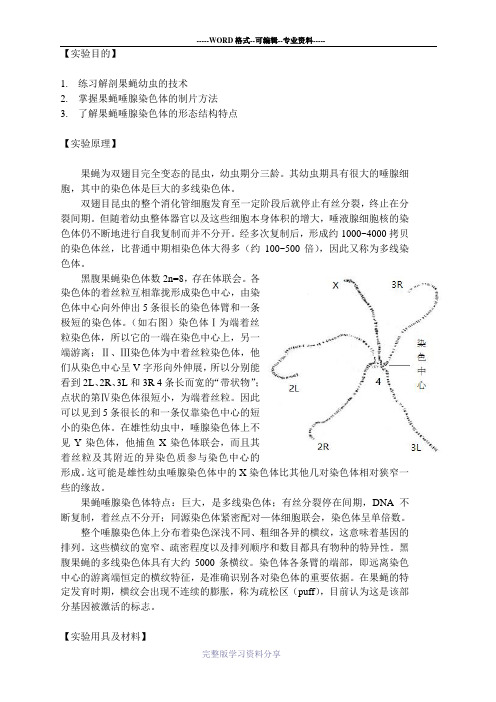 遗传实验报告-果蝇唾腺染色体观察