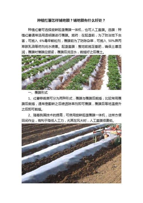 种植红薯怎样铺地膜？铺地膜有什么好处？