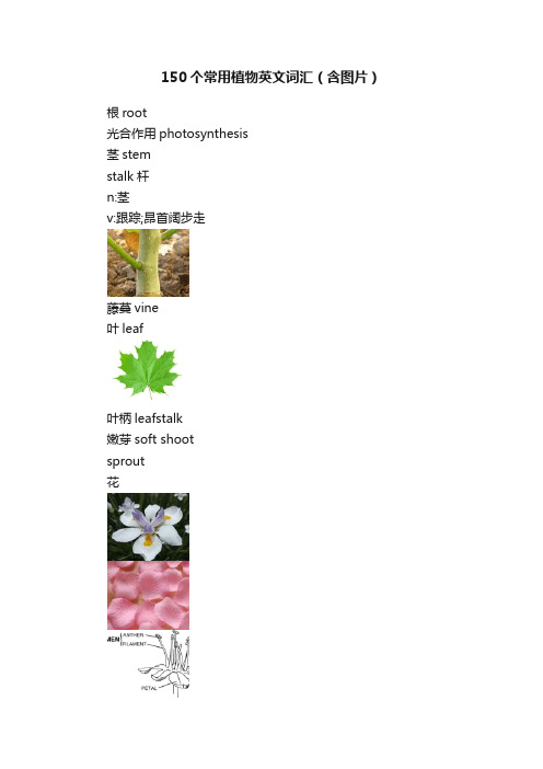 150个常用植物英文词汇（含图片）